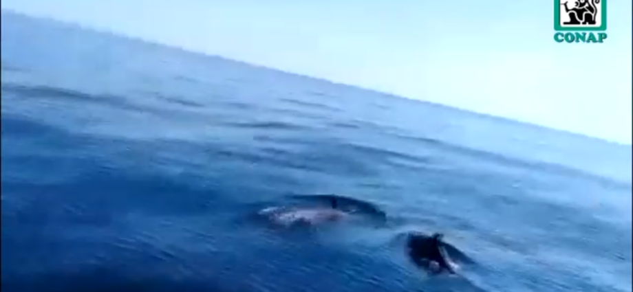 Avistamiento de Delfines cerca de playas de Santa Rosa