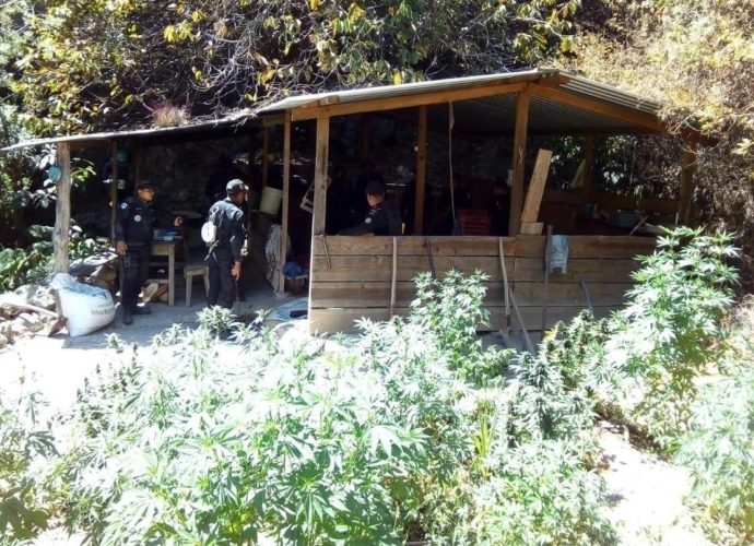 PNC destruye 2 «narcolaboratorios» y erradica millonaria cantidad de marihuana