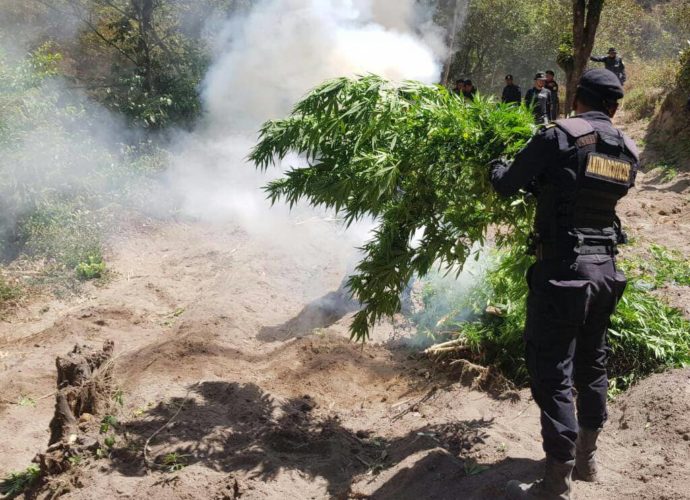 Autoridades erradican marihuana valorada en más de Q35 millones