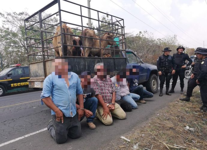 Banda de cuatreros habría asesinado a guardián para robar 21 semovientes