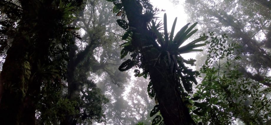 Gobierno de Guatemala promueve el manejo forestal sostenible y la reforestación