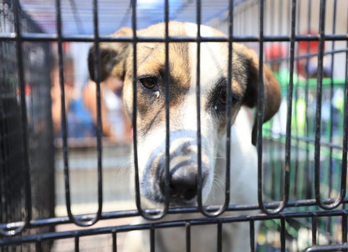 Realizan rescate masivo de perros de la calle en Mixco