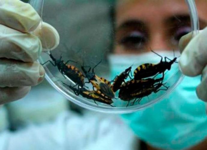 Guatemala recibirá certificación de eliminación de enfermedad de Chagas