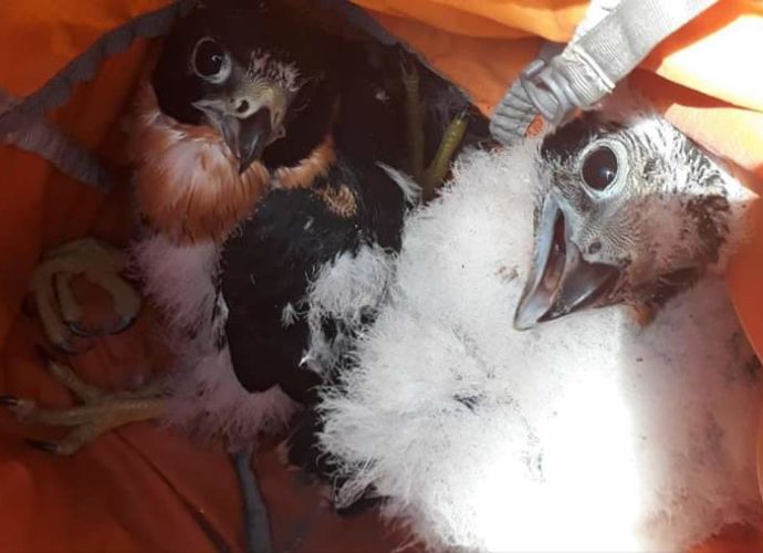 Logran con éxito reproducción de tres polluelos de halcón pecho naranja, especies en peligro de extinción