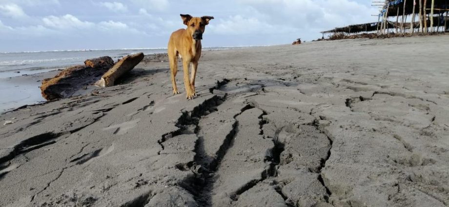 Sismo registrado durante la madrugada deja grietas en playa de El Salvador