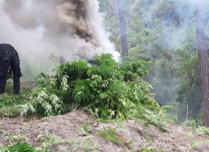 Matas de marihuana valoradas en más de 1 millón de quetzales son erradicadas por la PNC