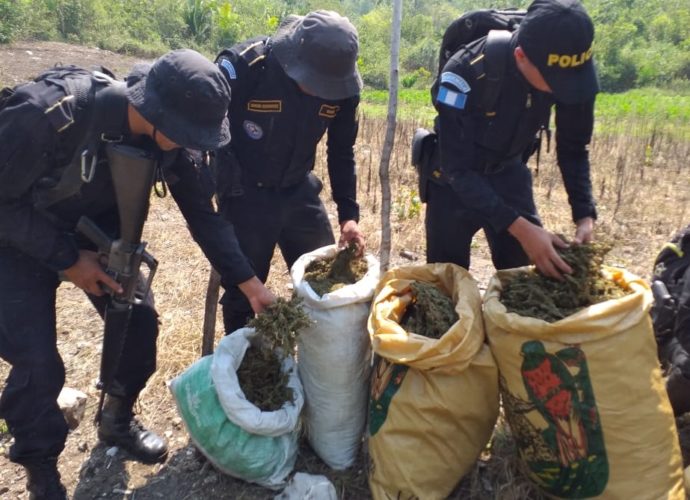Erradican plantación de marihuana valorada en más de 34 millones de quetzales