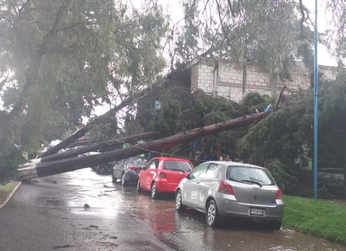 Quetzaltenango: Fuertes vientos y lluvias provocan que árboles caigan sobre vehículos e inmuebles