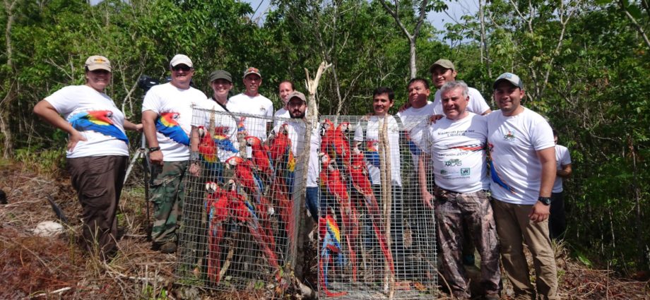 Liberan 13 guacamayas rojas en el Parque Nacional Sierra del Lacandón