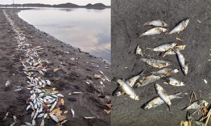 Ministro de Agricultura gira orden para investigar las causas de la mortandad de peces en playa del Pacífico