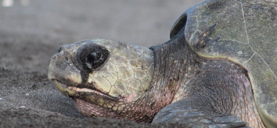 [GALERÍA] Avistamiento de tortugas marinas en Playa El Chapetón