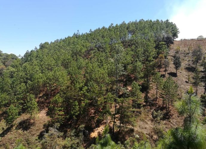 Más de Q1.396 millones invertidos en  incentivos forestales
