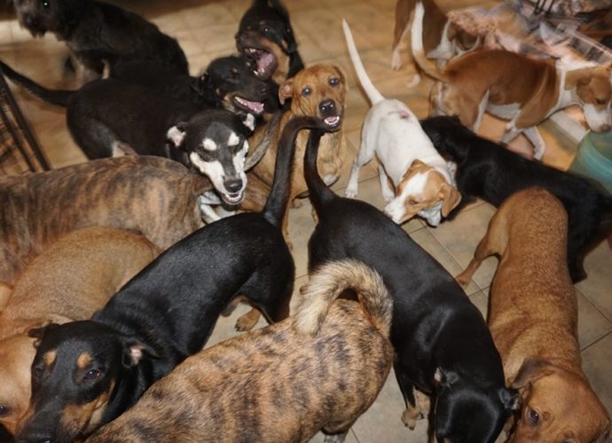 Mujer acoge a más de 90 perros para protegerlos del huracán Dorian