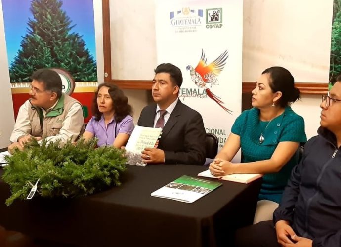 Anuncian feria con productos de pinabete en Quetzaltenango