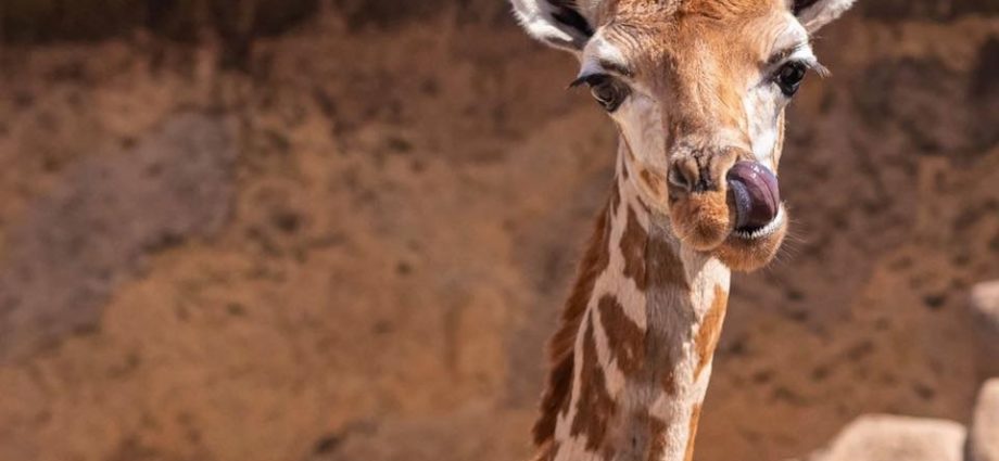 “Jirafito” es el nuevo integrante del Zoo La Aurora