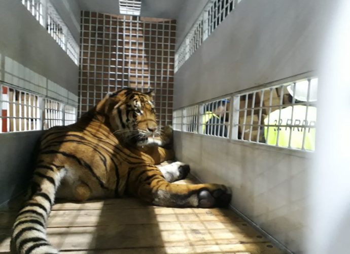 Tres tigres rescatados de circos que operan en Guatemala fueron trasladados a Florida, EE.UU.