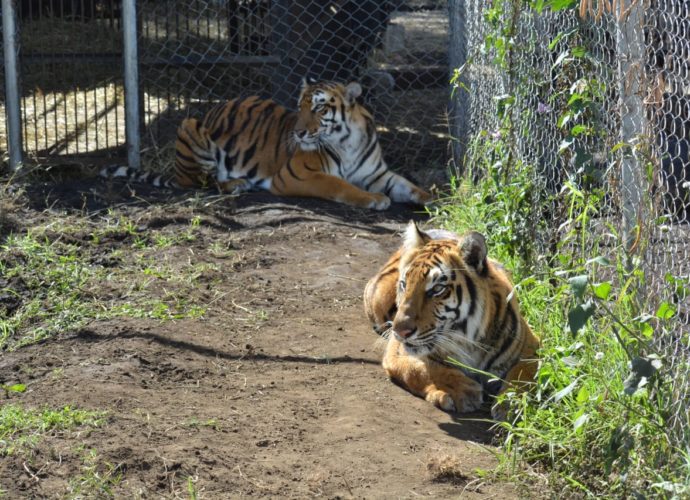 Trasladan a 12 tigres y 5 leones rescatados de circos guatemaltecos a Sudáfrica