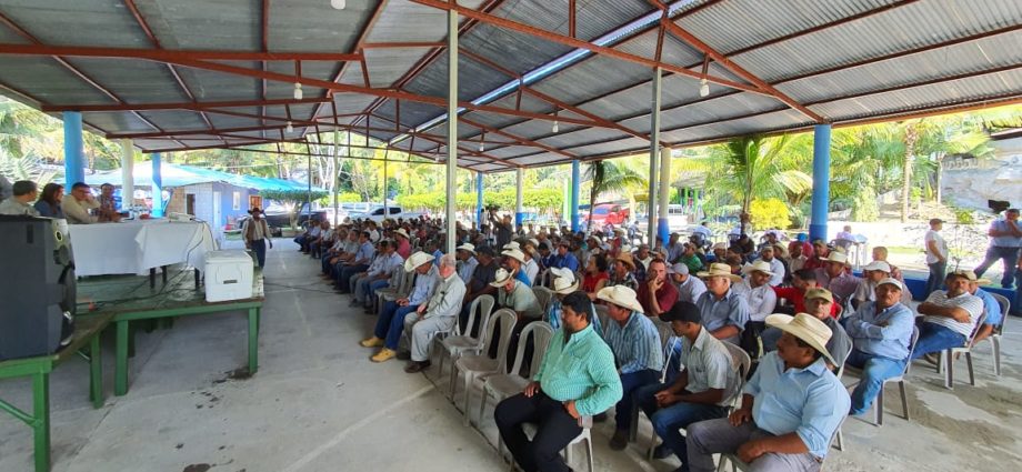 MAGA presenta plan de exportación de ganado hacia México en Petén