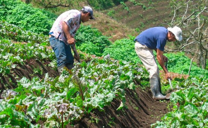 MAGA desempeña más de 590 millones de quetzales en agricultura familiar