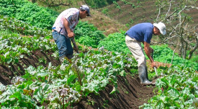 MAGA desempeña más de 590 millones de quetzales en agricultura familiar