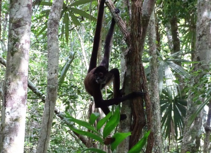 Liberan 15 monos araña en Petén