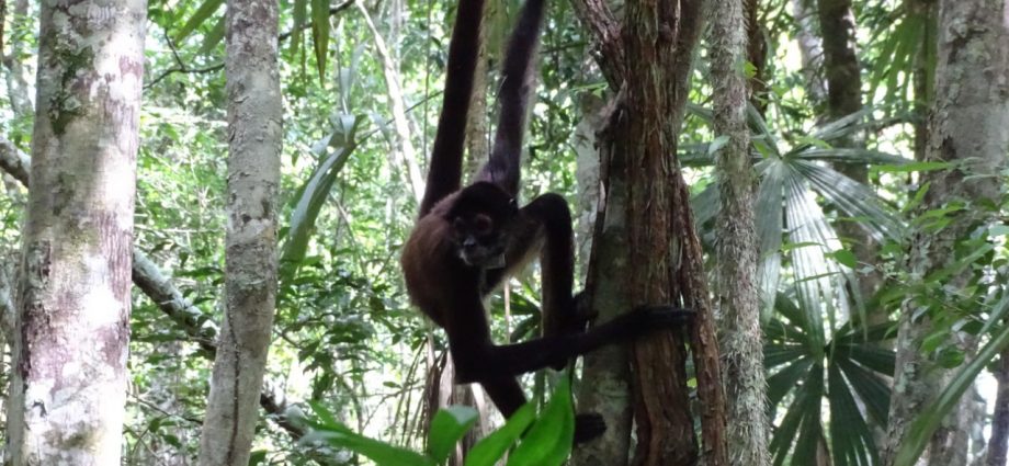 Liberan 15 monos araña en Petén