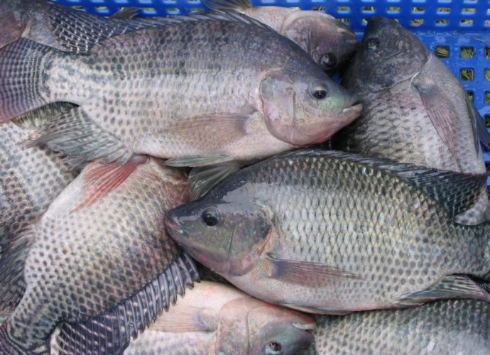 Sector pesquero puede continuar operando con normalidad