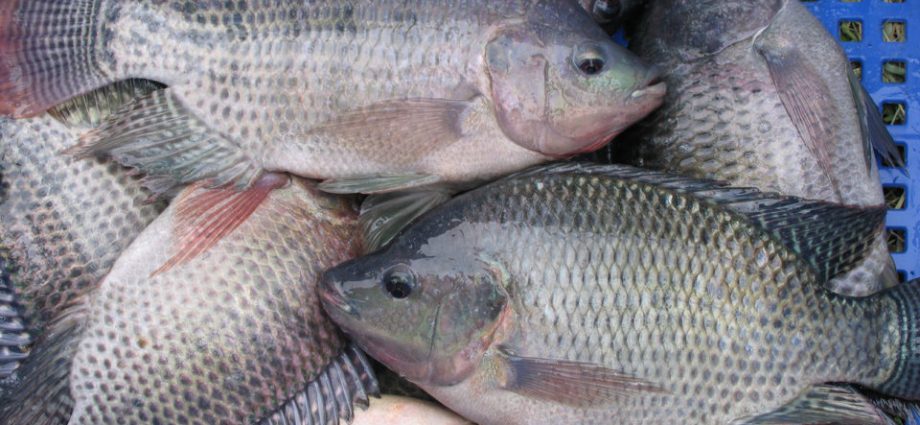 Sector pesquero puede continuar operando con normalidad