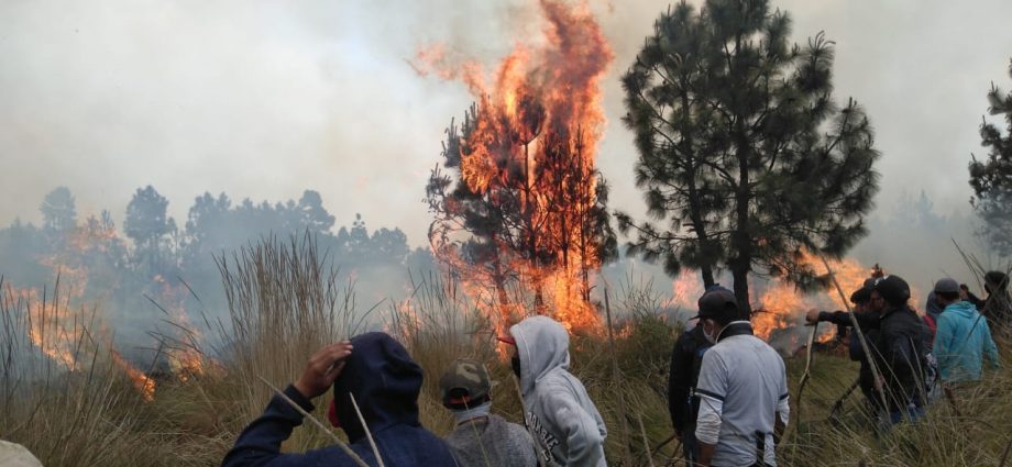 Incendios forestales son provocados de manera intencionada