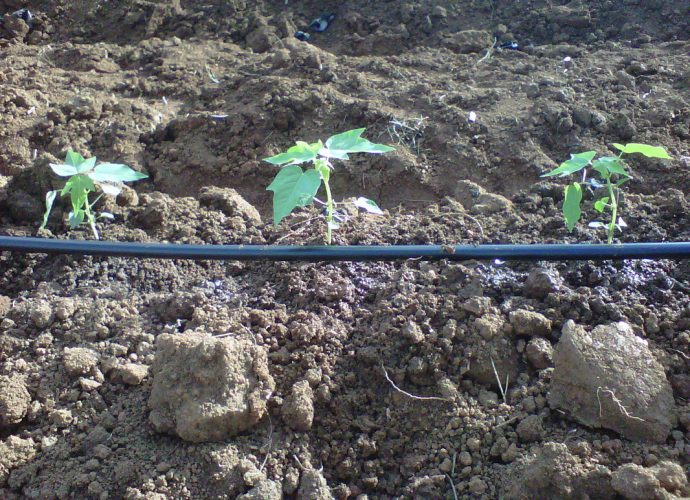 Riego y capacitación mejoran el futuro agrícola de Santa Ana Petén