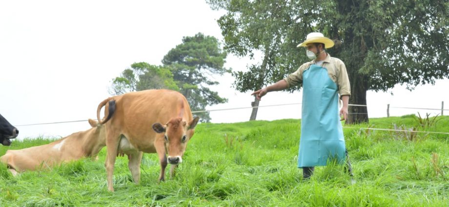 MAGA vigila condición sanitaria de ganado bovino