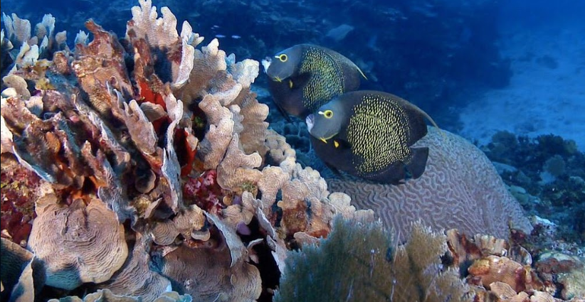 MAGA acciona para proteger arrecife virgen en El Caribe