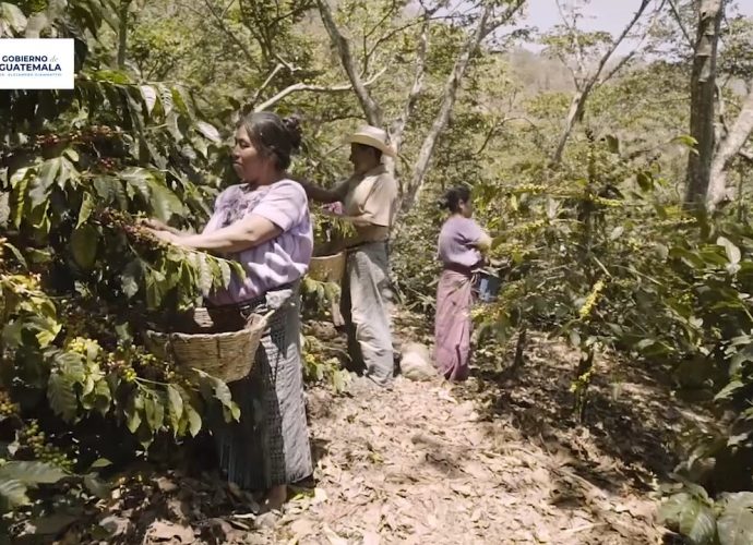 La Caficultura ha logrado por años la base de la actividad agrícola de Guatemala