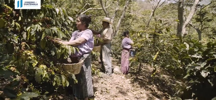 La Caficultura ha logrado por años la base de la actividad agrícola de Guatemala