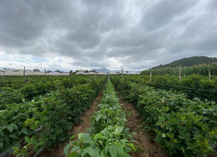 MARN garantiza continuidad de producción de alimentos