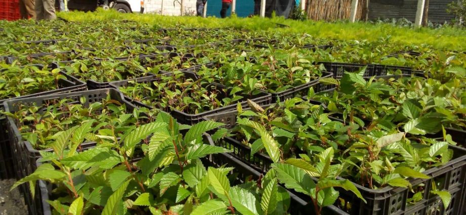 CONAP inicia campaña “Reforestando Atitlán para un futuro verde”