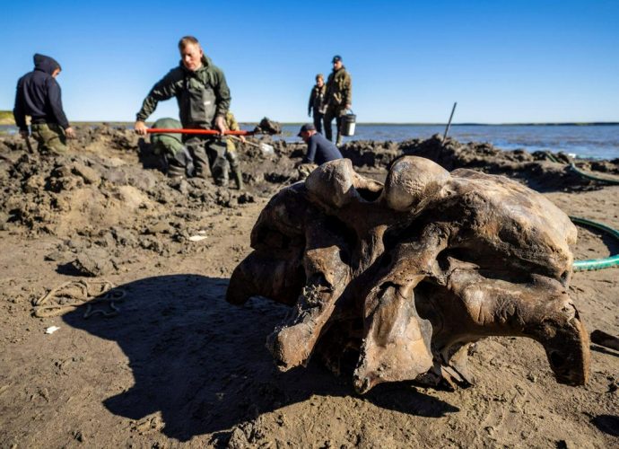 Encuentran esqueleto de mamut lanudo en un lago del Ártico de Rusia