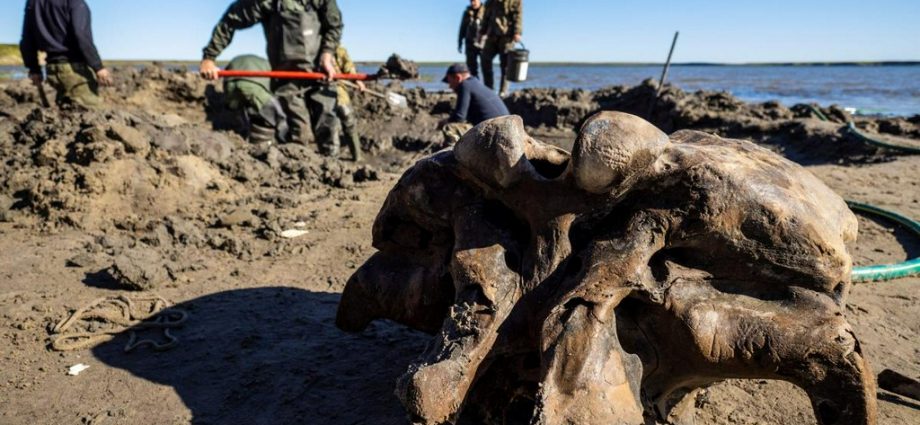 Encuentran esqueleto de mamut lanudo en un lago del Ártico de Rusia