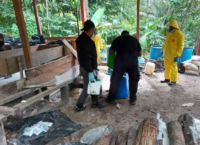 Erradican más de 210 mil plantas de coca y destruyen un narcolaboratorio en operativo realizado en Petén