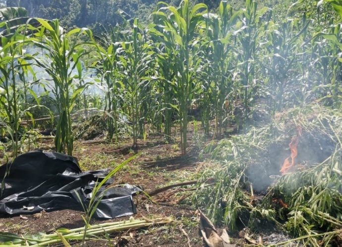 Erradican más de 70 mil matas de marihuana en Petén