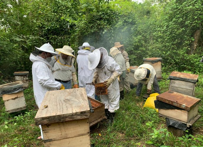 MAGA vigila producción de miel en Petén y Huehuetenango