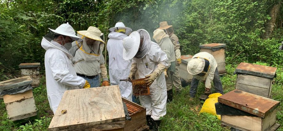 MAGA vigila producción de miel en Petén y Huehuetenango