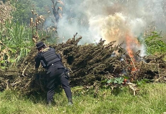 Erradican en San Marcos más de 93 mil matas de marihuana