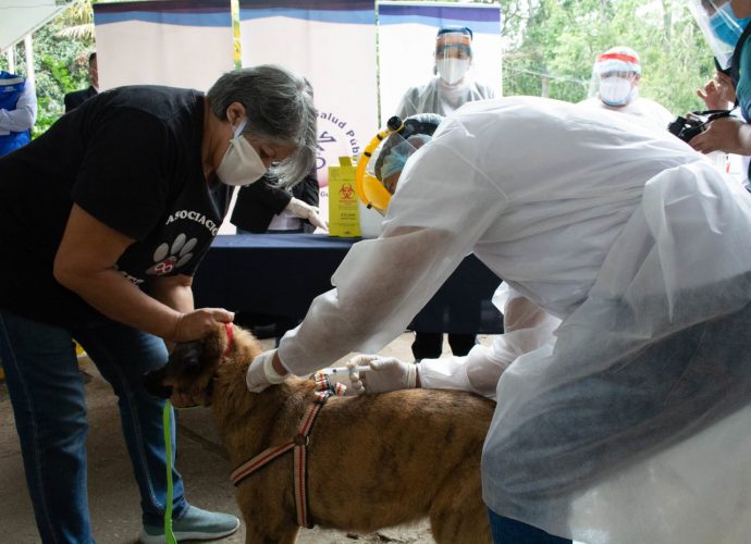 Salud lanza campaña nacional de vacunación canina contra la rabia