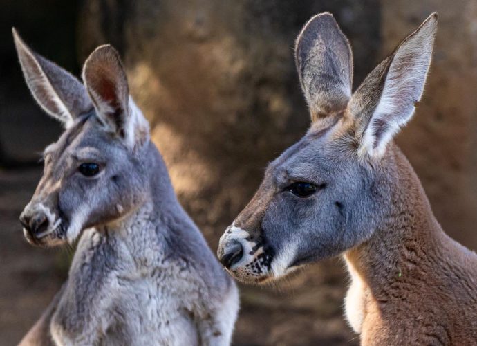 Pareja de canguros rojos se suma a la familia del Zoo La Aurora