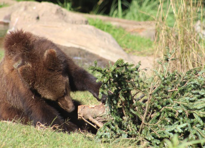 Guatemaltecos donaron más de 300 árboles para los animales del Zoo La Aurora