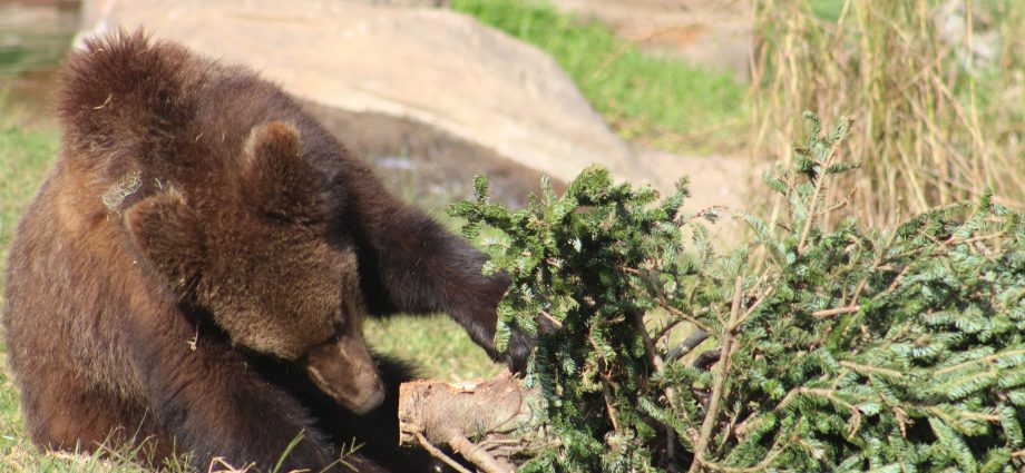 Guatemaltecos donaron más de 300 árboles para los animales del Zoo La Aurora