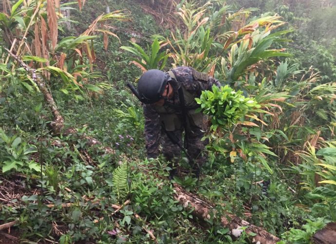 Autoridades de la PNC erradicaron 22 mil 580 arbustos de coca en Izabal