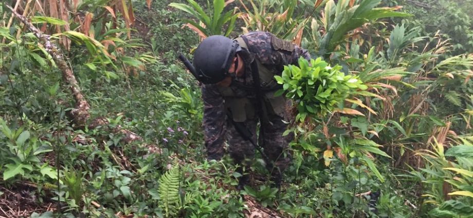 Autoridades de la PNC erradicaron 22 mil 580 arbustos de coca en Izabal