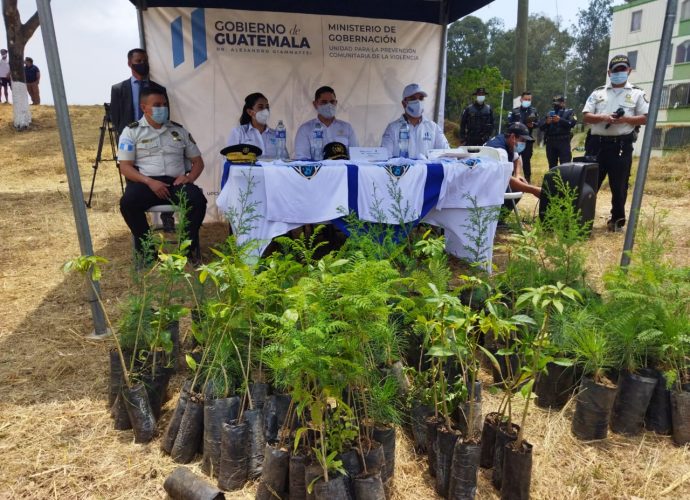Siembran 150 pilones de diversas especies como parte de la primera fase de reforestación en un sector de la colonia Nimajuyú en zona 21